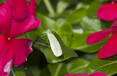 Cabbage White _MG_8504.jpg