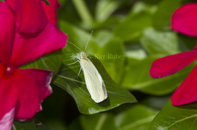 Cabbage White _MG_8505.jpg