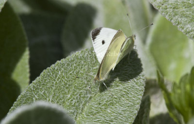 Cabbage Whites mating _MG_0247.jpg