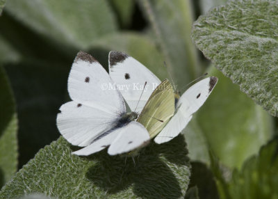 Cabbage Whites mating _MG_0253.jpg
