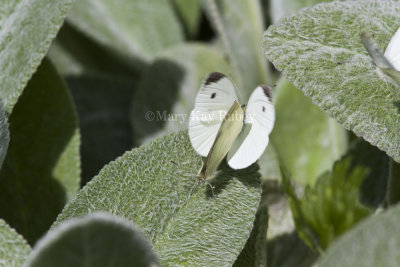 Cabbage Whites mating _MG_0261.jpg