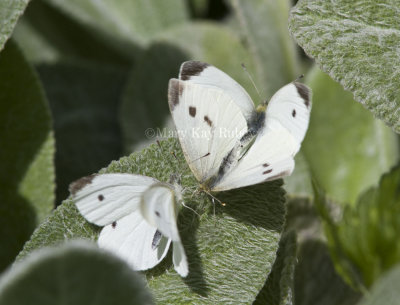 Cabbage Whites menage a trois _MG_0257.jpg