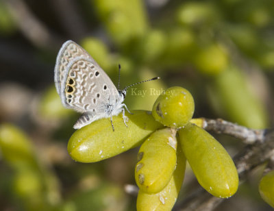 _ Ceraunus Blue female _MG_9809.jpg