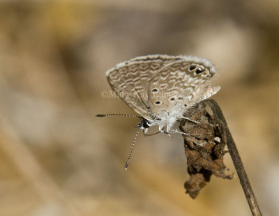 Ceraunus Blue _MG_1724.jpg