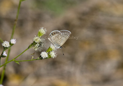 Ceraunus Blue _MG_1784.jpg