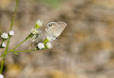 Ceraunus Blue _MG_1789.jpg