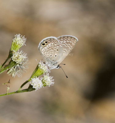 Ceraunus Blue _MG_1796.jpg