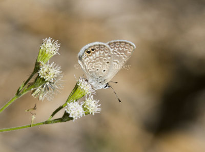 Ceraunus Blue _MG_1797.jpg