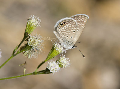 Ceraunus Blue _MG_1822.jpg