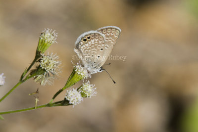 Ceraunus Blue _MG_1830.jpg