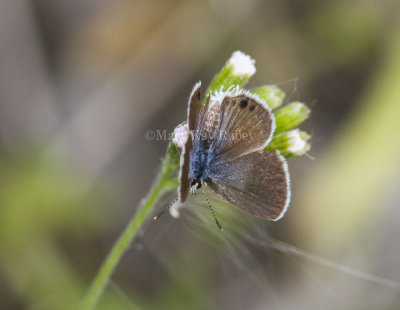 Ceraunus Blue female  _MG_0477.jpg