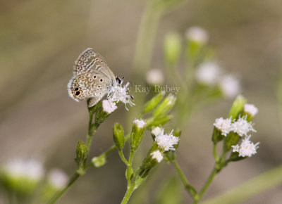 Ceraunus Blue female _MG_0635.jpg