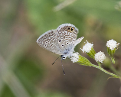 Ceraunus Blue female _MG_1026.jpg