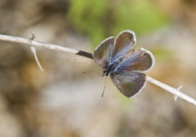 Ceraunus Blue female _MG_1743.jpg