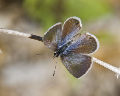 Ceraunus Blue female _MG_1744.jpg