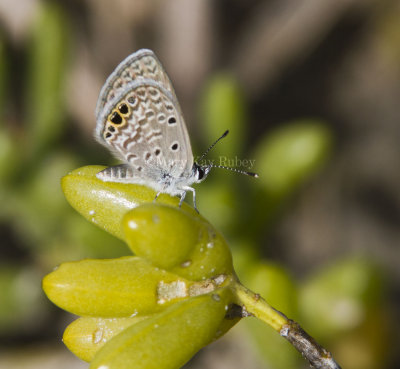 Ceraunus Blue female _MG_9771.jpg