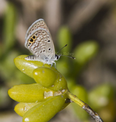 Ceraunus Blue female _MG_9772.jpg