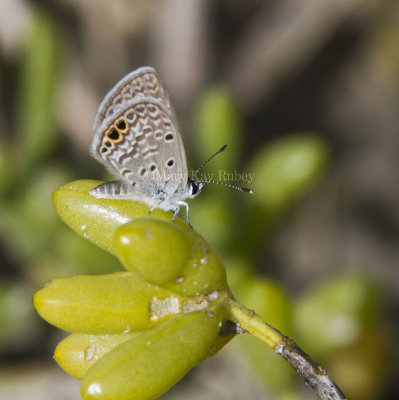 Ceraunus Blue female _MG_9773.jpg