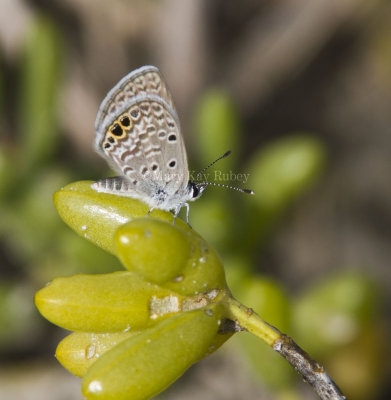 Ceraunus Blue female _MG_9783.jpg