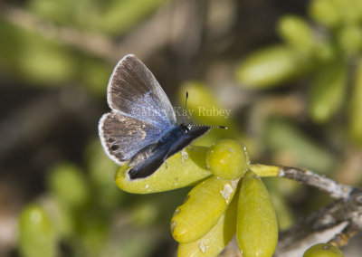 Ceraunus Blue female _MG_9800.jpg