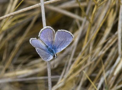 Ceraunus Blue male _MG_0741.jpg