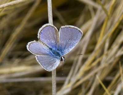 Ceraunus Blue male _MG_0754.jpg