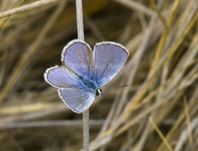 Ceraunus Blue male _MG_0756.jpg