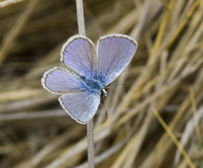 Ceraunus Blue male _MG_0767.jpg