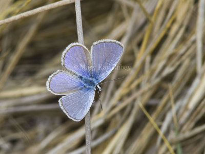 Ceraunus Blue male _MG_0772.jpg