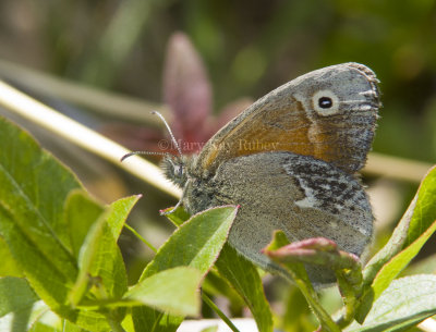 Common Ringlet _MG_2697.jpg