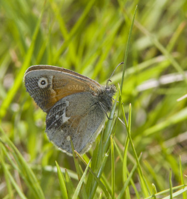 Common Ringlet _MG_2707.jpg