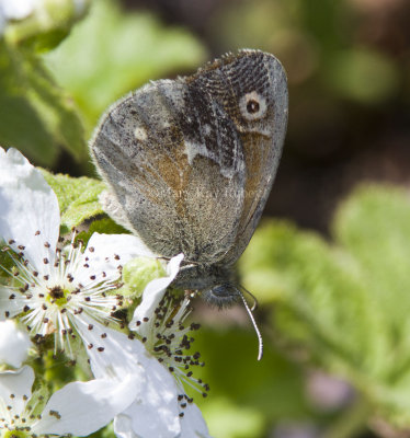 Common Ringlet _MG_2750.jpg