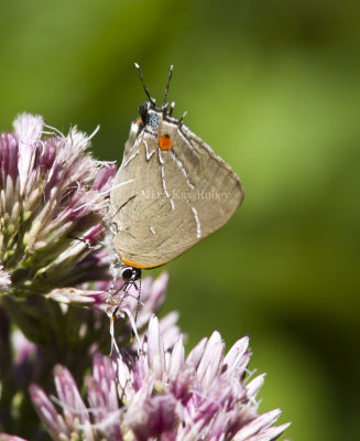 $ White M  Hairstreak _MG_3845.jpg