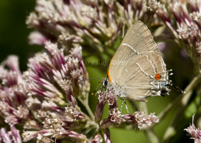 $ White M  Hairstreak _MG_3947.jpg