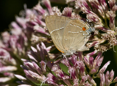 $ White M  Hairstreak _MG_3961.jpg