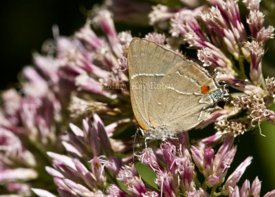 $ White M  Hairstreak _MG_3964.jpg