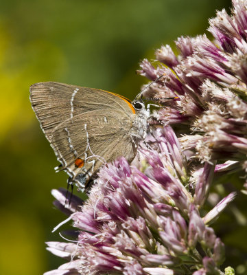 $ White M  Hairstreak _MG_3991.jpg