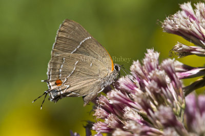 ___ White M  Hairstreak _MG_4005.jpg