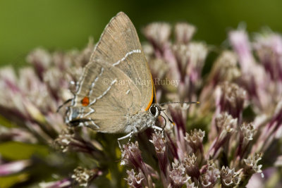 Hairstreak _MG_4015.jpg