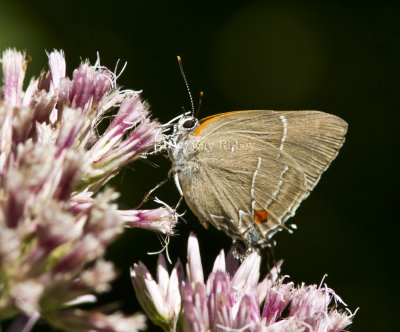 White M  Hairstreak _MG_3873.jpg