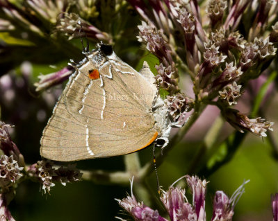 White M  Hairstreak _MG_3909.jpg