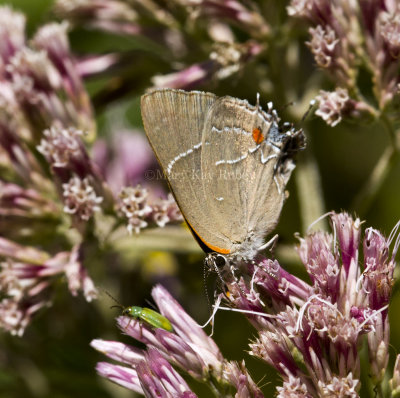 White M  Hairstreak _MG_3914.jpg