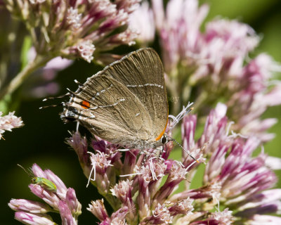 White M  Hairstreak _MG_3916.jpg