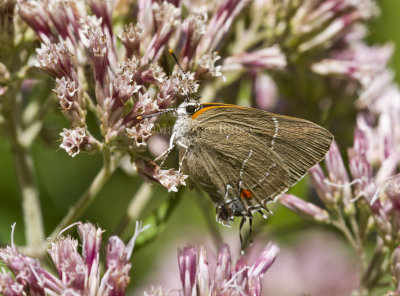 White M  Hairstreak _MG_3926.jpg