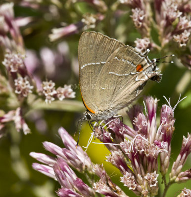 White M  Hairstreak _MG_3940.jpg