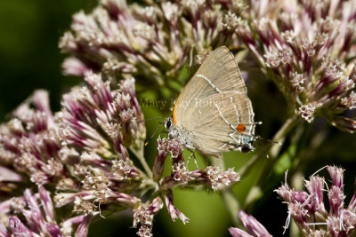 White M  Hairstreak _MG_3948.jpg