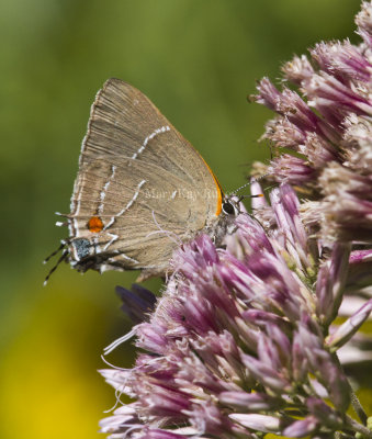 White M  Hairstreak _MG_3976.jpg