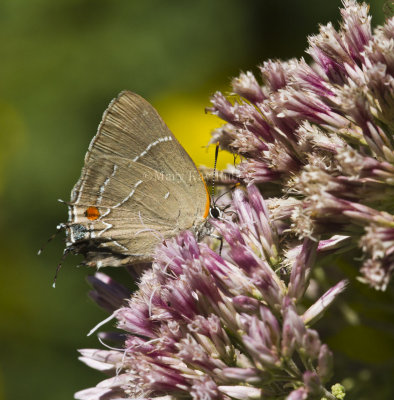 White M  Hairstreak _MG_3977.jpg