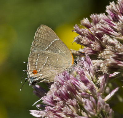 White M  Hairstreak _MG_3978.jpg