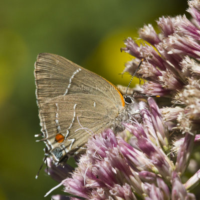 White M  Hairstreak _MG_3981.jpg